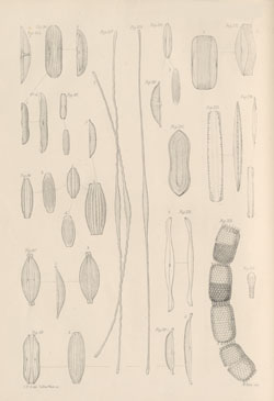 Plate 6 from W. Gregory's New forms of marine Diatomaceae found in the Firth of Clyde and in Loch Fine. (1857)