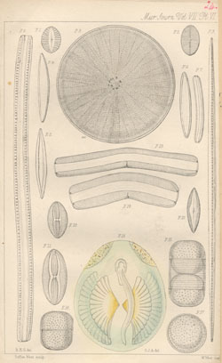 Plate 1 from R.K. Greville's Descriptions of new species of British Diatomaceae. (1859)