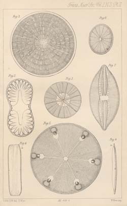 Plate 1 from G. Norman's On some undescribed species of Diatomaceae. (1860)