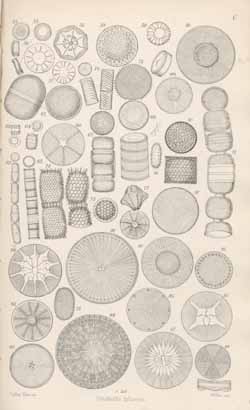 Plate 5 from J. Ralfs in Pritchard's History of Infusoria 4th edition. (1861)