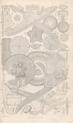 Plate 8 from J. Ralfs in Pritchard's History of Infusoria 4th edition (1861)