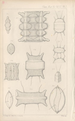 Plate 1 from F.C.S. Roper's On the Genus Biddulphia and its affinities (1859)