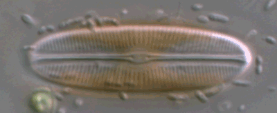 Sellaphora bacillum