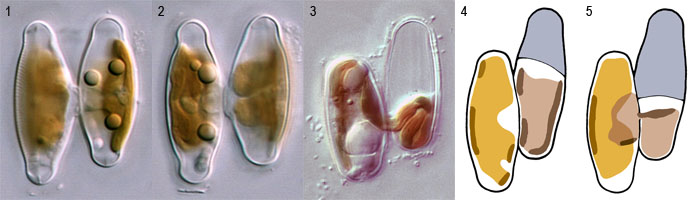 Sellaphora: plasmogamy