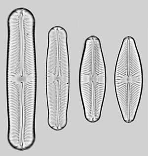 Sellaphora: pupula group