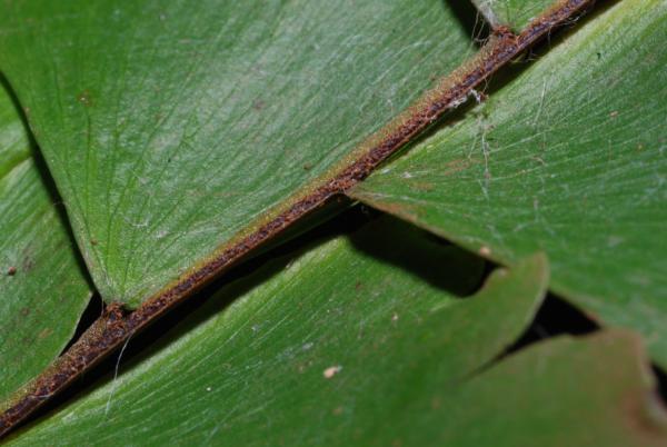 Winged rachis and upper surface of pinnae