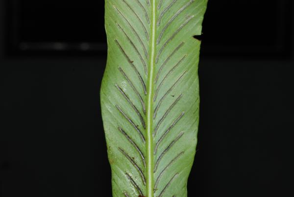 Lower surface of fronds