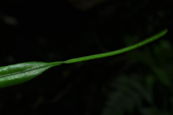 Frond apex upper surface