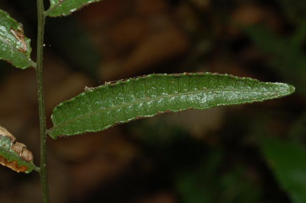 Upper surface of fertile pinna