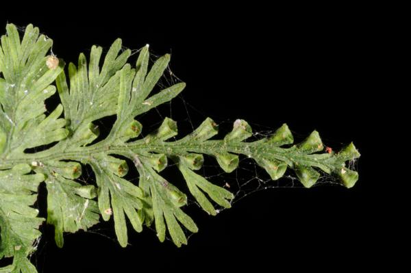 Frond apex with sori in involucres