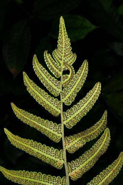 Frond apex from beneath