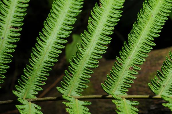 Upper surface of rachis and fertile pinnae