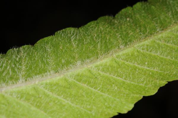 Lower surface of young frond