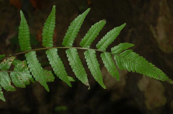 Apex of frond