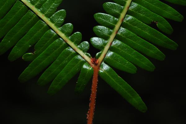 Dichotomous branching within frond