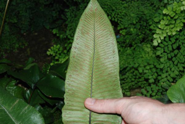 Lower surface of frond with sori