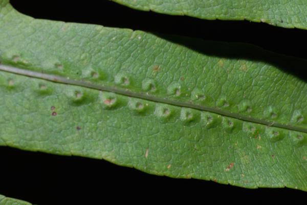 Frond upper surface