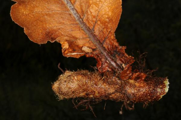 Rhizome and base of nest leaf