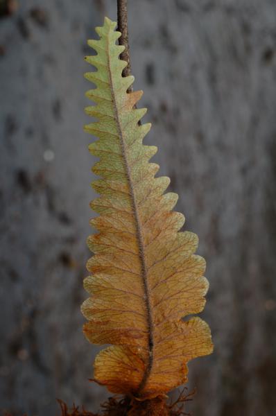 Nest leaf