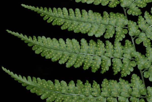 Lower surface of frond