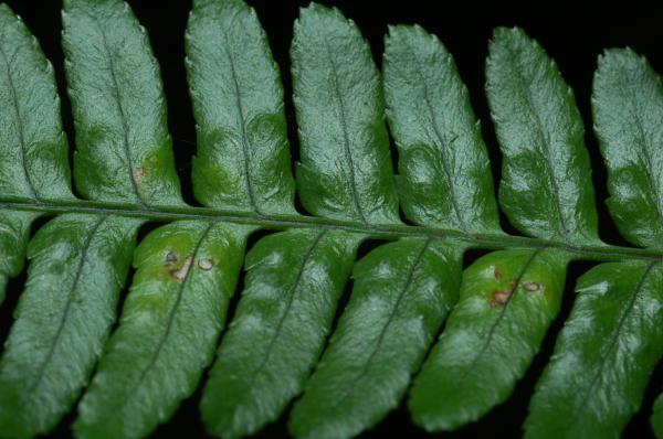 Upper surface of frond showing poisition of sori raised above
