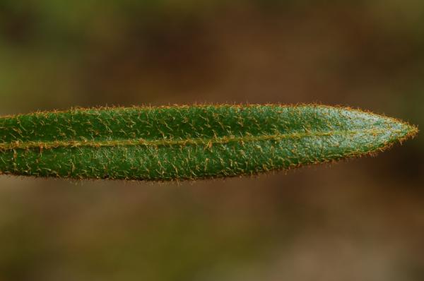 Upper surface of young frond
