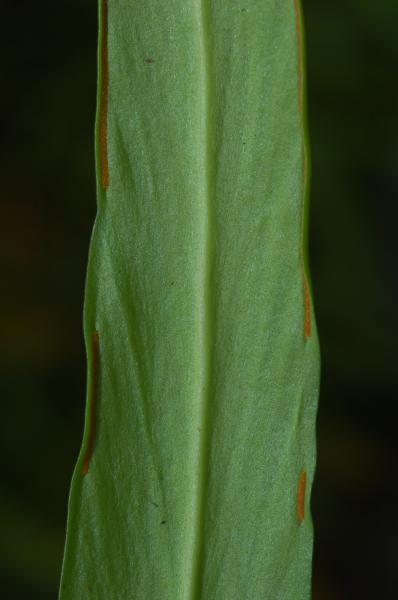 Lower surface of frond and interrupted sori