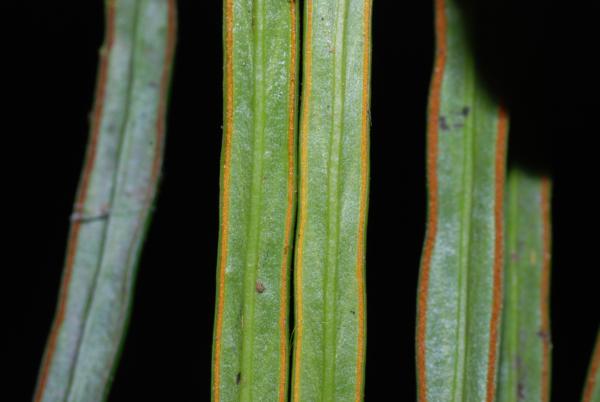 Lower frond surfaces