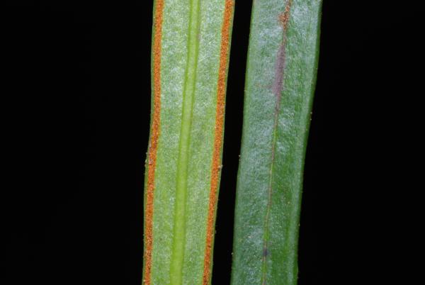 Lower and upper frond surface