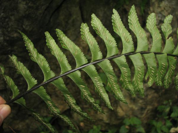 Frond from beneath