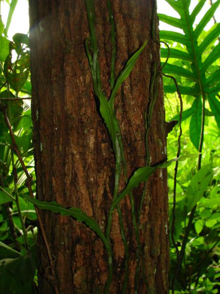 Creeping rhizome on tree trunk
