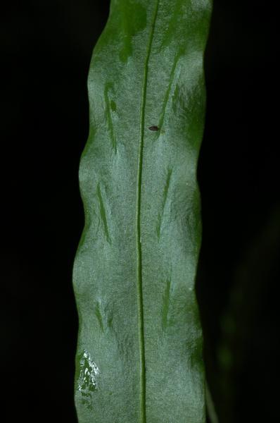 Upper frond surface