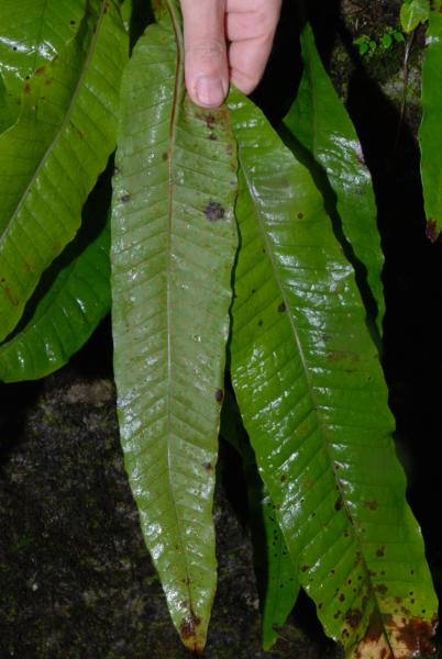 Lower and upper frond surfaces