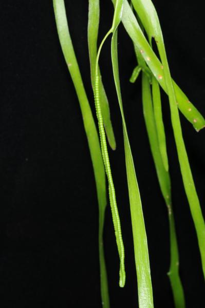 Trophophylls (sterile part of frond) with sporophyll (fertile part of frond)
