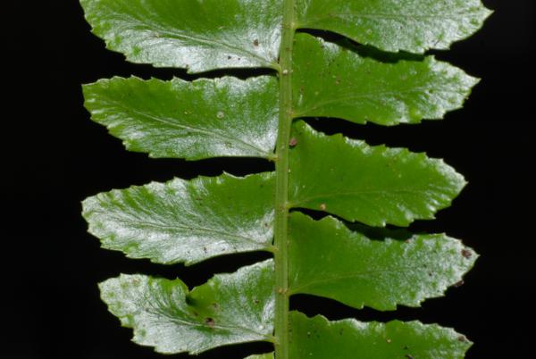Upper surface of frond