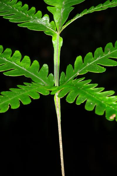 Rachis and bases of pinnae
