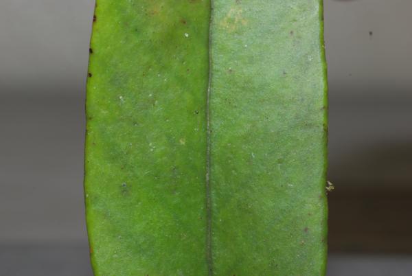 Upper surface of frond