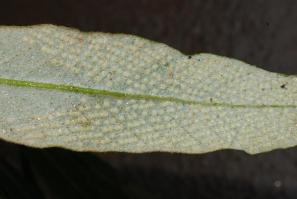 Lower surface of frond with young sori