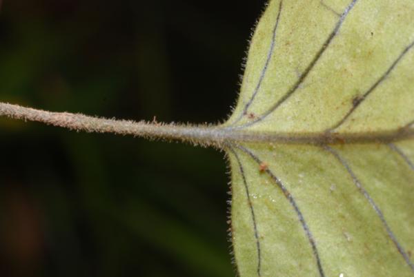 Stipe and base of frond