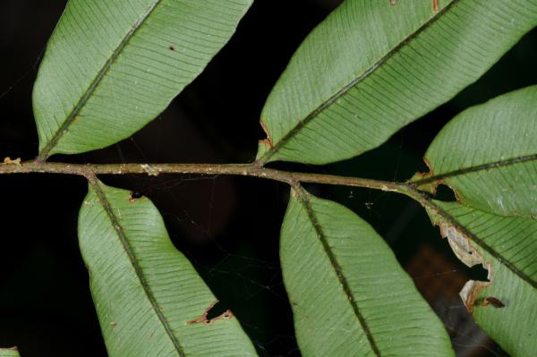 Lower surface of acrophyll (mature sterile frond)