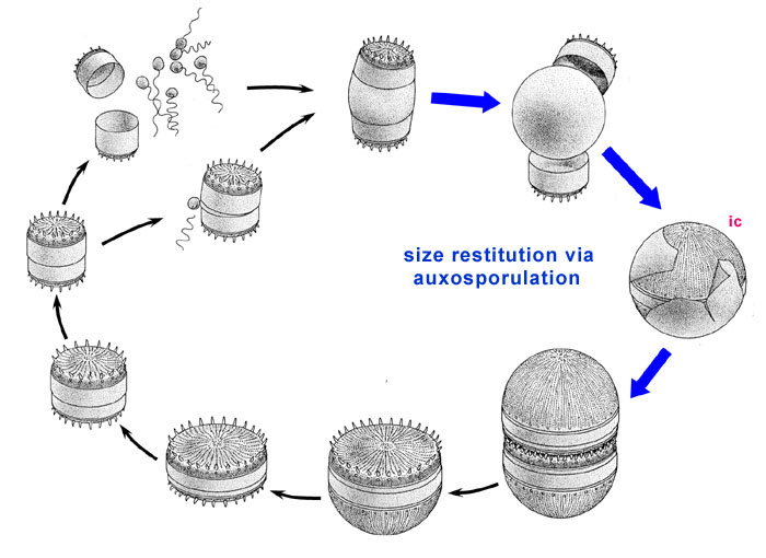 diatom life-cycle: size restitution
