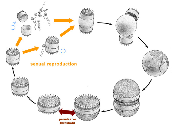 diatom life-cycle: sexual phase
