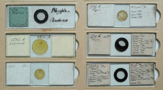 diatom slides from the Grunow collection