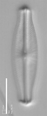 type specmen of Sellaphora lanceolata