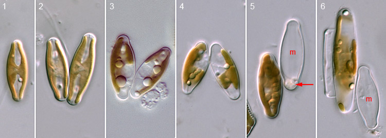 Sellaphora auldreekie: sex and auxospore formation