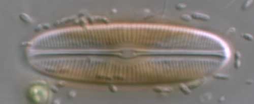 Sellaphora bacillum, interphase