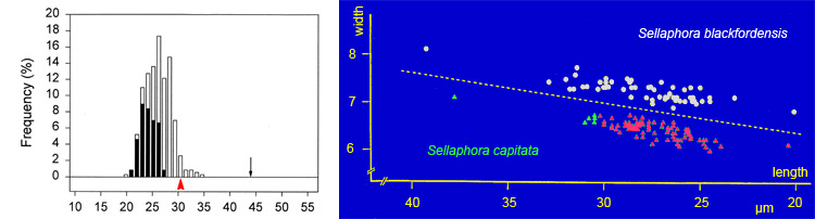Sellaphora: size reduction and shape change