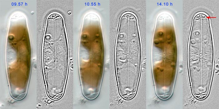 Sellaphora obesa, valve formation