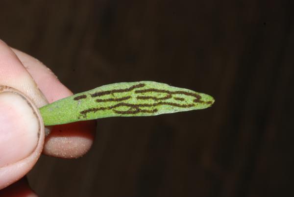 Lower surface of frond
