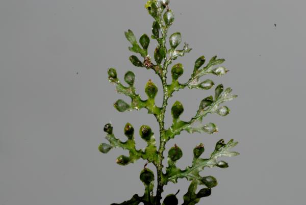 Frond showing sori in involucres
